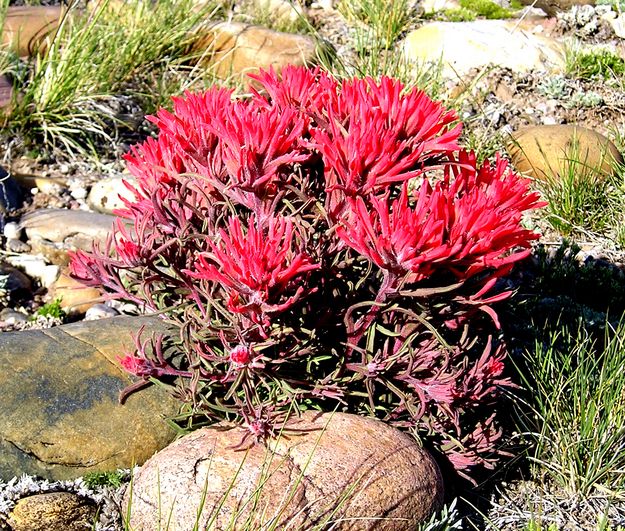 Desert Paintbrush. Photo by Pinedale Online.