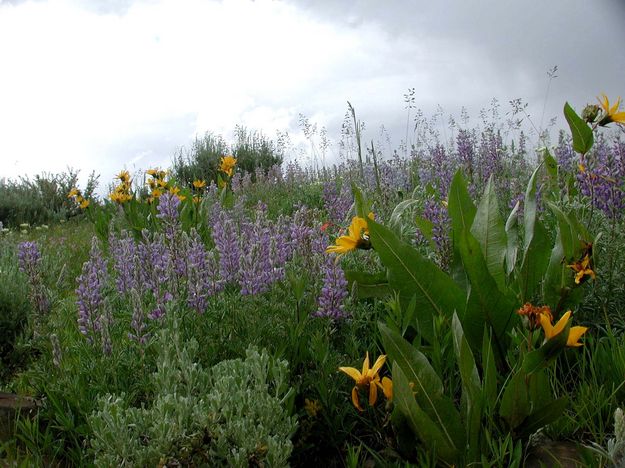 Lupine. Photo by Pinedale Online.