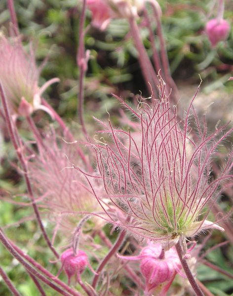 Old Man's Beard, Revisited. Photo by Pinedale Online.