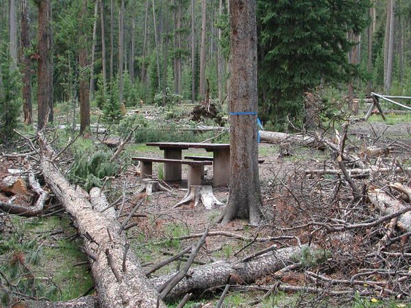 Removing hazard trees. Photo by Pinedale Online.