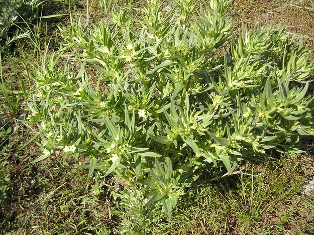 Puccoon. Photo by Pinedale Online.