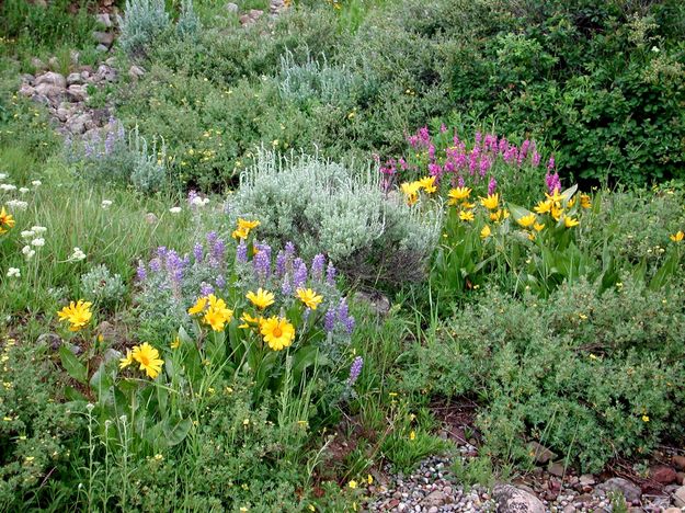 Flower Patch. Photo by Pinedale Online.