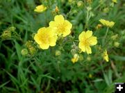 Buttercups. Photo by Pinedale Online.