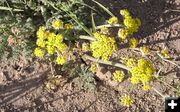 Desert Parsley. Photo by Pinedale Online.