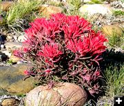 Desert Paintbrush. Photo by Pinedale Online.