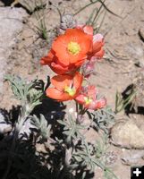 Orange Globe Mallow. Photo by Pinedale Online.