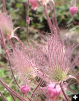 Old Man's Beard, Revisited. Photo by Pinedale Online.