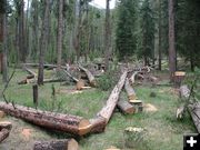 Tree Removal. Photo by Pinedale Online.