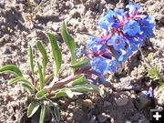 Sand Penstemon. Photo by Pinedale Online.