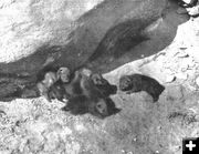 Wolf Pups, Big Piney, Wyoming. Photo by Vernon Bailey, Biological Survey.