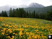 Yellow Mountain Field. Photo by Pinedale Online.