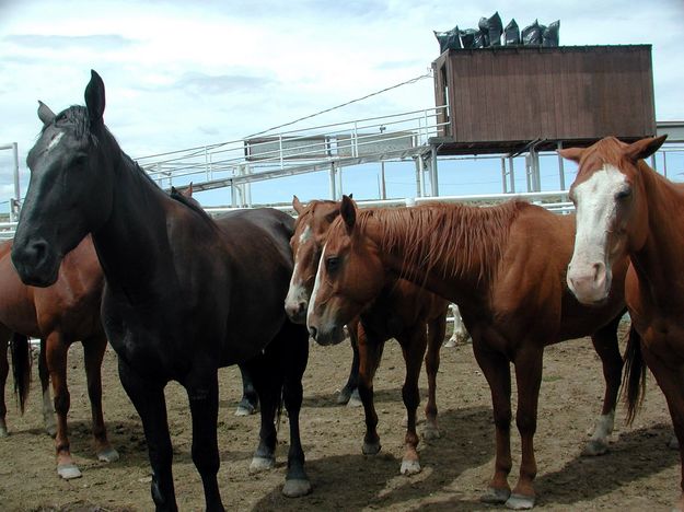 Broncs. Photo by Pinedale Online.