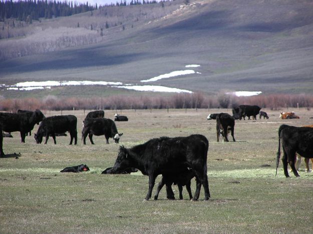 Spring cattle herd in Wyoming. Photo by Pinedale Online.