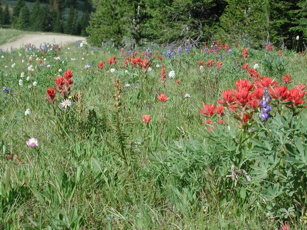 Paintbrush, Lupine & Others. Photo by Pinedale Online.