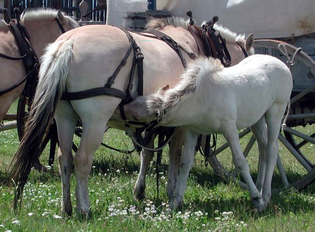 Workhorse Colt. Photo by Pinedale Online.