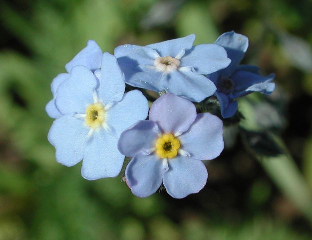 Forget Me Nots. Photo by Pinedale Online.