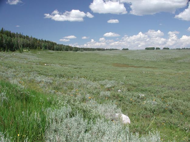 Open Meadow. Photo by Pinedale Online.