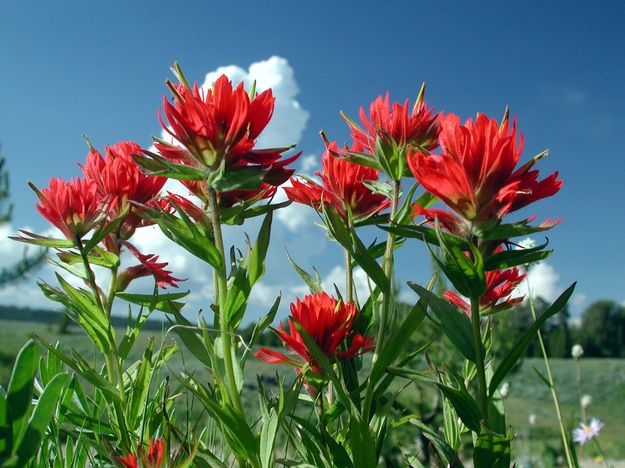 Indian Paintbrush. Photo by Pinedale Online.