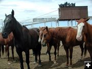 Broncs. Photo by Pinedale Online.