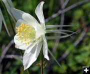 Columbine. Photo by Pinedale Online.