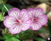 Geranium. Photo by Pinedale Online.