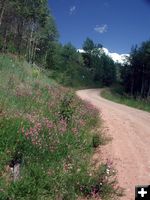 Flowers along road. Photo by Pinedale Online.