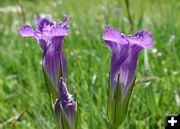 Gentian. Photo by Pinedale Online.