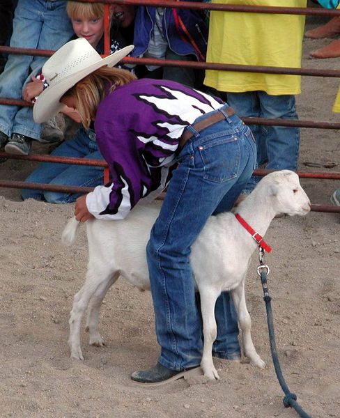 Goat Tieing. Photo by Pinedale Online.