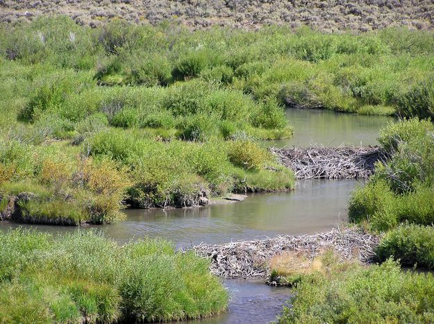 Beaver dams. Photo by Pinedale Online.