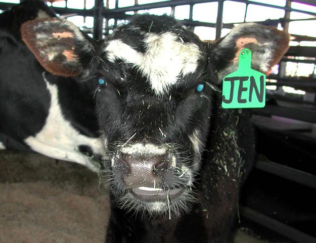 Champion Calf. Photo by Pinedale Online.