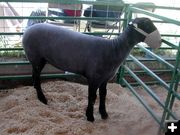 Champion Lamb. Photo by Pinedale Online.