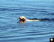 Playing Fetch. Photo by Pinedale Online.