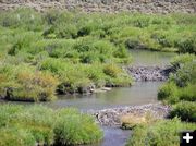 Beaver dams. Photo by Pinedale Online.