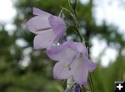 Purple Bells. Photo by Pinedale Online.