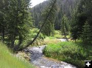 Sheep Creek. Photo by Pinedale Online.