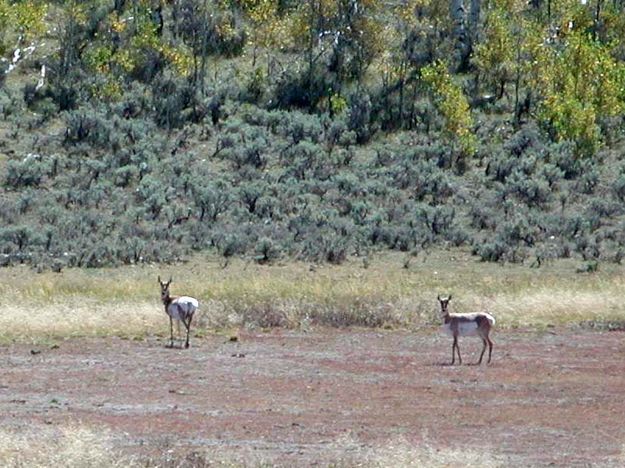 Pronghorn. Photo by Pinedale Online.