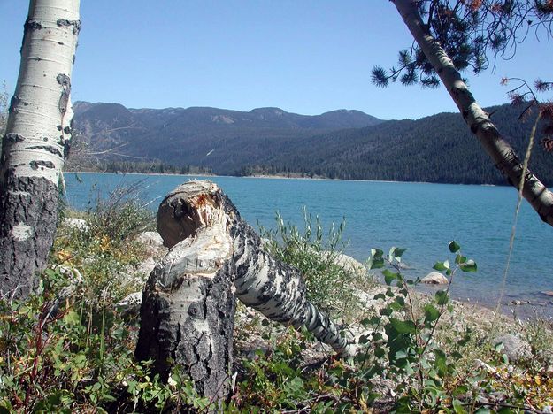 Beaver Tree. Photo by Pinedale Online.