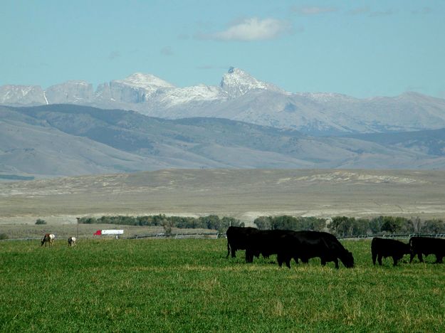 Cattle and pronghorn. Photo by Pinedale Online.