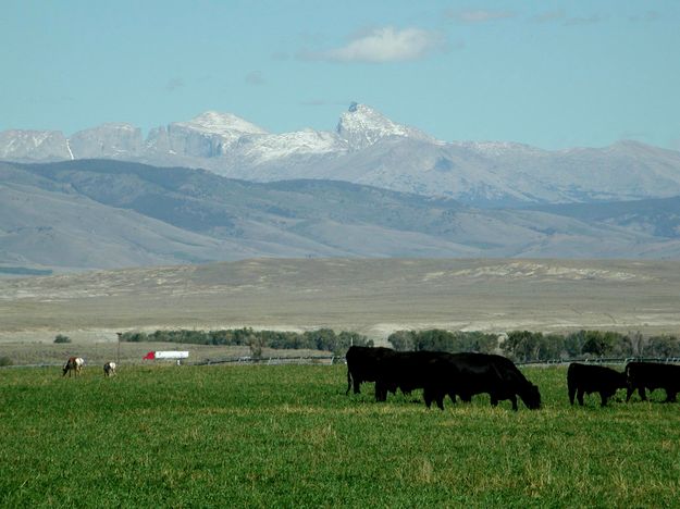 Cattle and pronghorn. Photo by Pinedale Online.