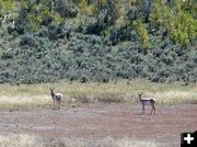 Pronghorn. Photo by Pinedale Online.