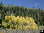 Colorful Aspen. Photo by Pinedale Online.