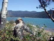 Beaver Tree. Photo by Pinedale Online.