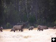 Elk Bugeling. Photo by Pinedale Online.