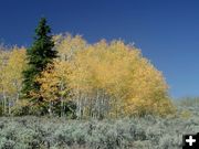 Yellow Aspen. Photo by Pinedale Online.