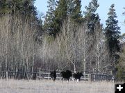 Three moose. Photo by Pinedale Online.