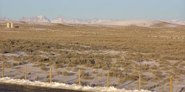 Large antelope herd. Photo by Pinedale Online.