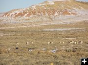 Antelope on the move. Photo by Pinedale Online.