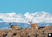 Magestic Buck. Photo by Clint Gilchrist.