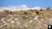 Fremont Peak Deer. Photo by Dawn Ballou.