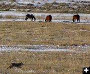 Coyote and horses. Photo by Pinedale Online.